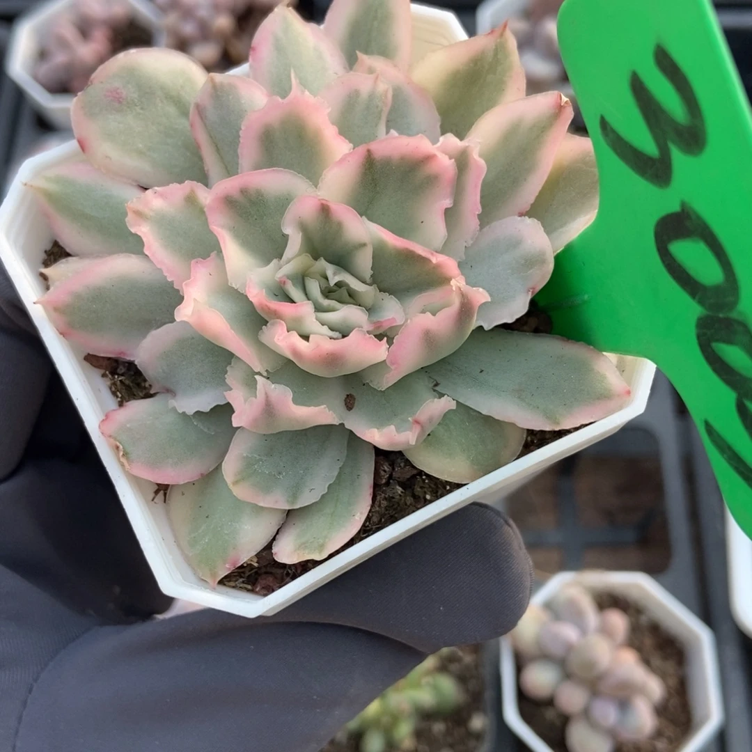 3003蝴蝶飞锦多肉植物