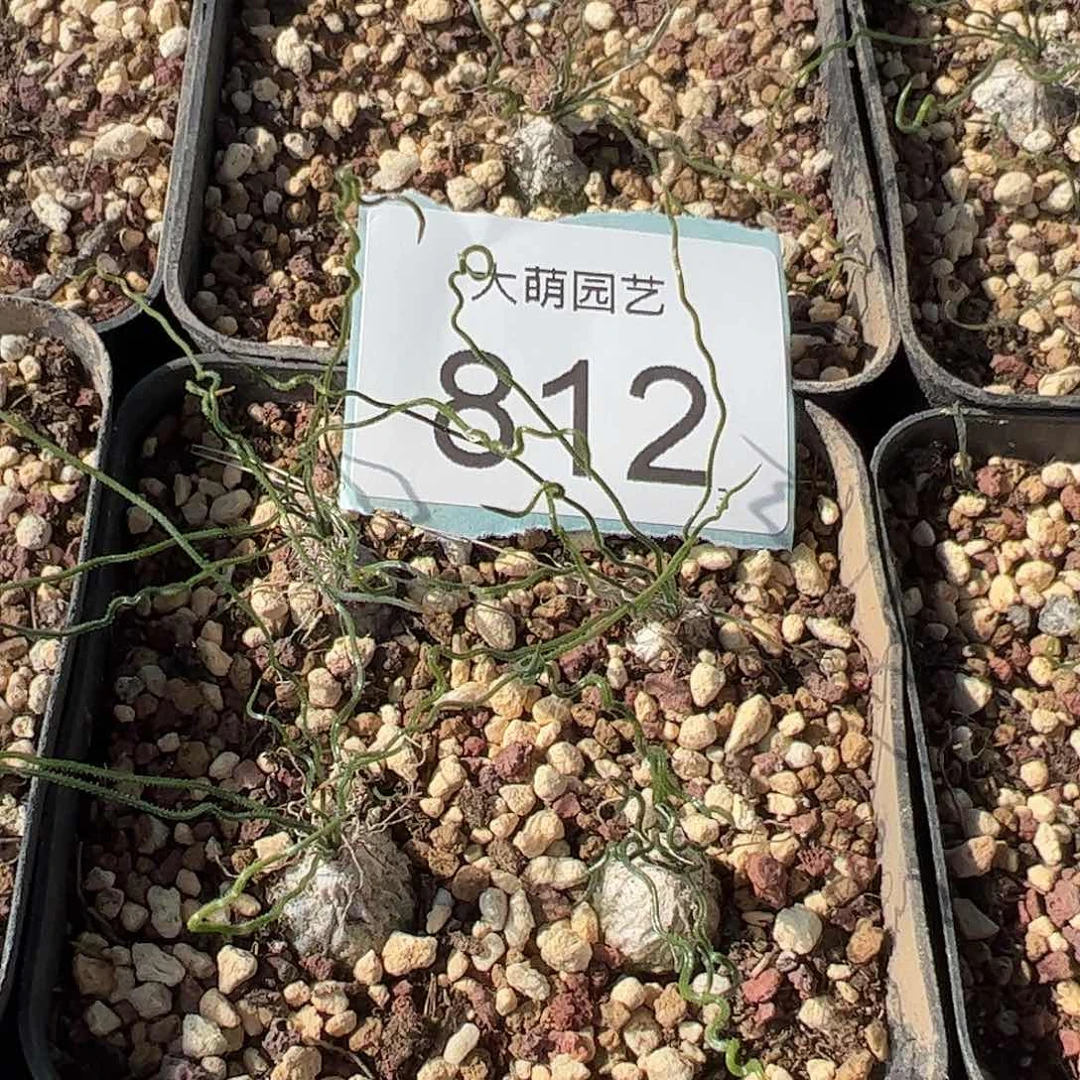 0000812量拍泰迪海葱1颗脱土发