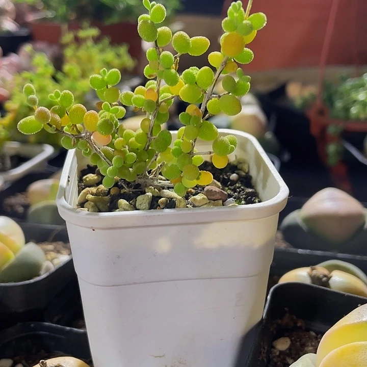 蜜橘糖球12.8带盆土发