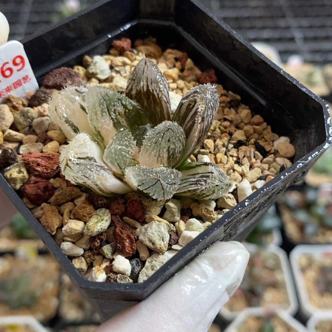 269狼蛛玉露锦一物