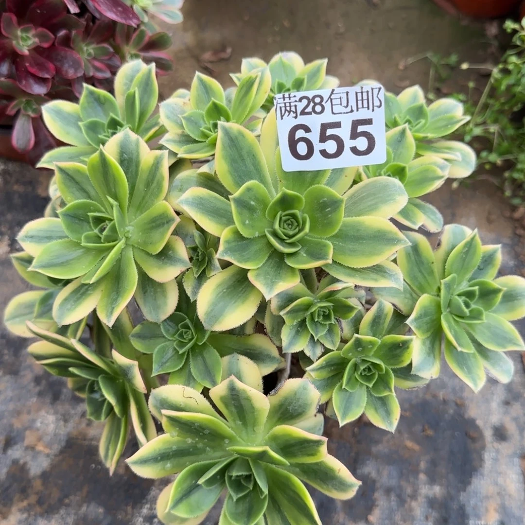 星爆多肉655满28包邮断枝不包