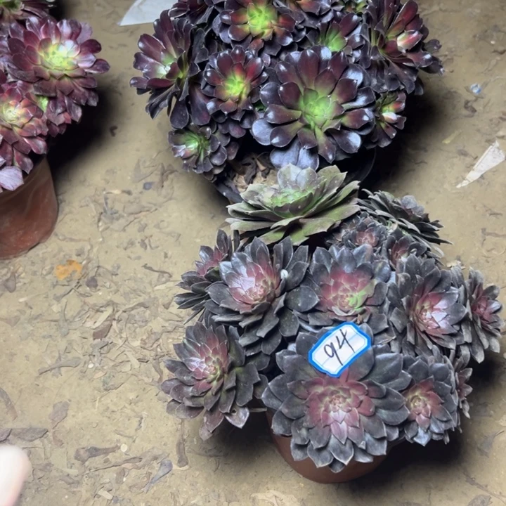 多肉植物两个法师94