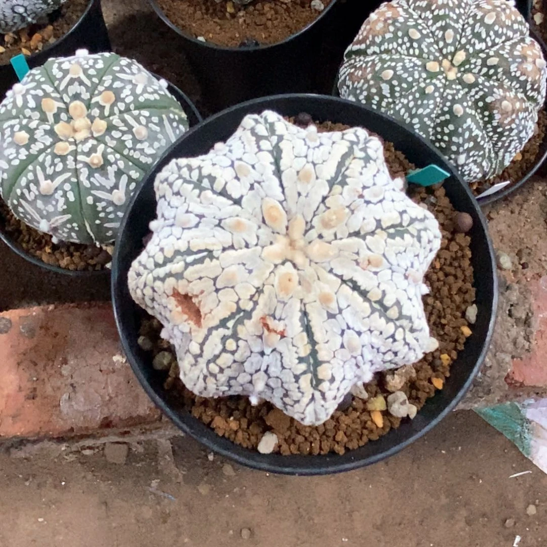 无花朵九***邮特价兜兜