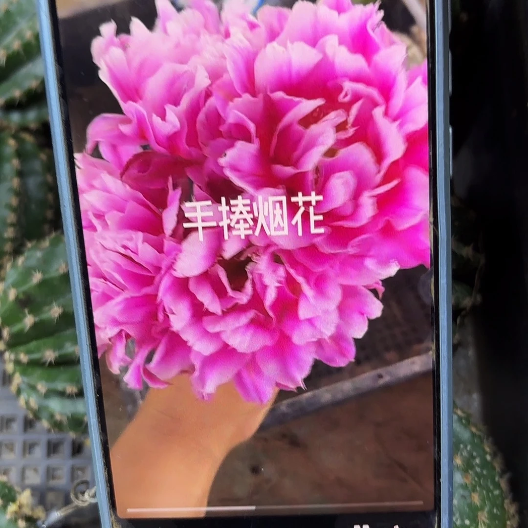烟花无根侧牙四公分12