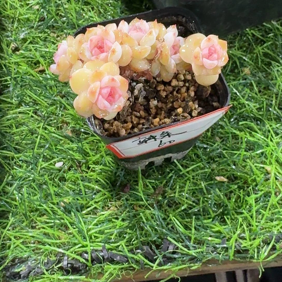 是****?溏心多肉植物一物一拍