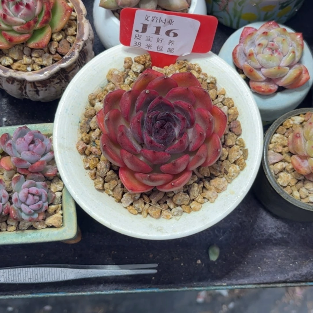 飞*多肉植物1111