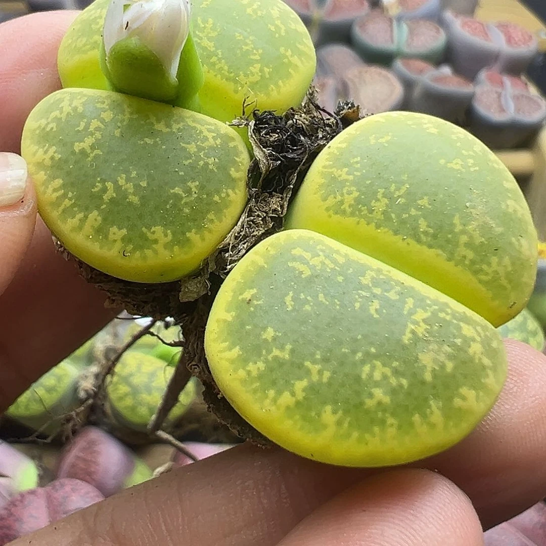 117炸1111111111111111