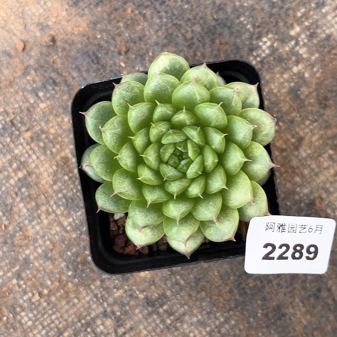 阿雅园艺。   2289灯泡珍妮