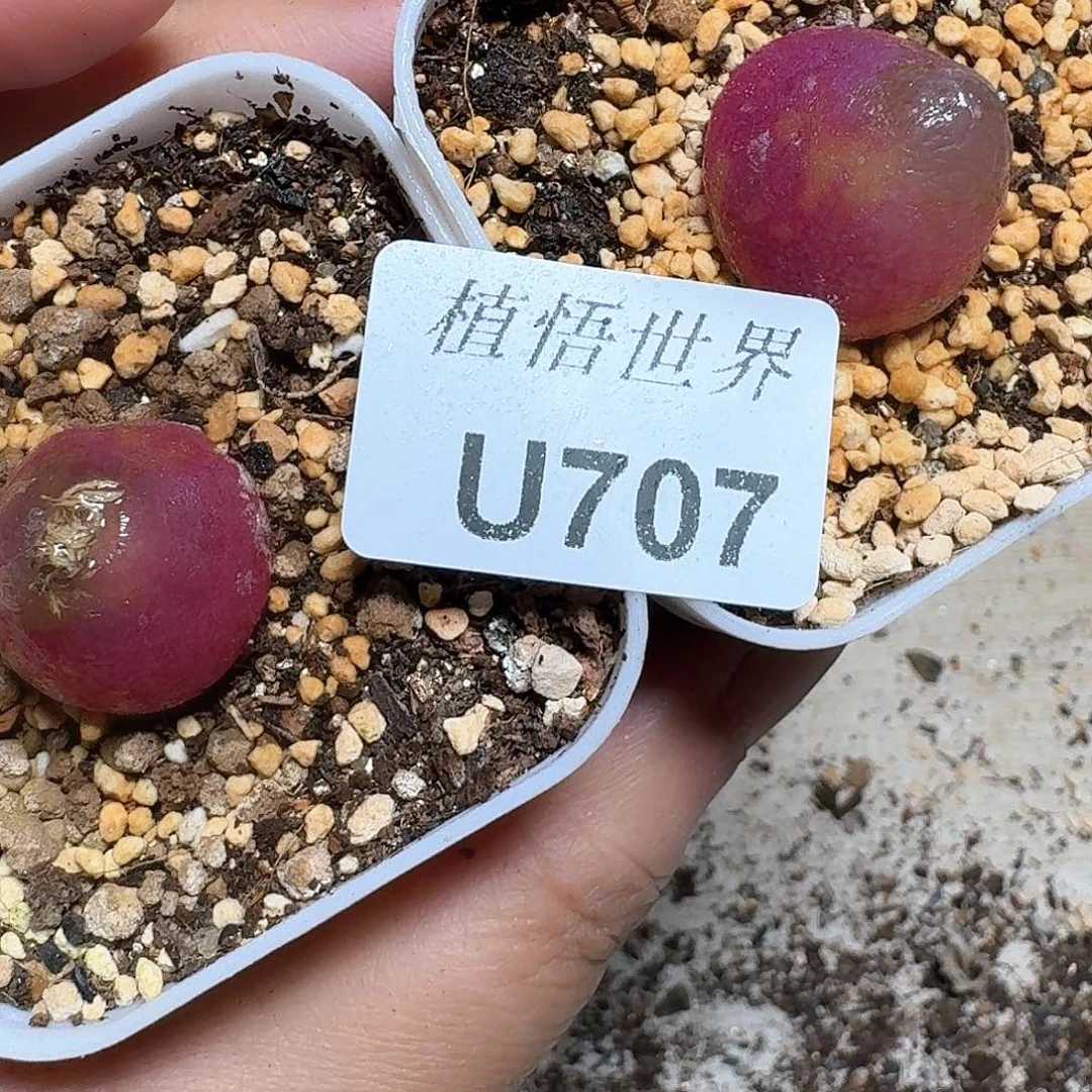 707盒多肉植物哇fv