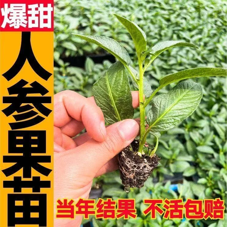 【人参果】苗秧带土球盆栽超甜人生果当年可结四集种植