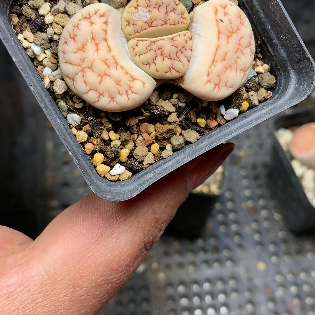 A143多肉植物保护研究所