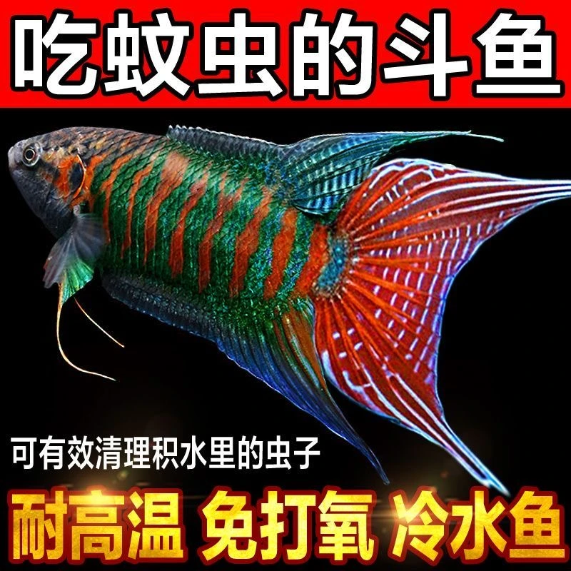 直播疯狂斗鱼竞拍链接