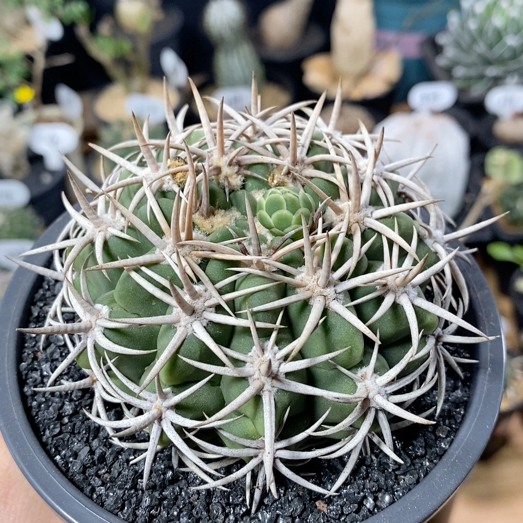 73号实生强刺碧岩玉8.5cm