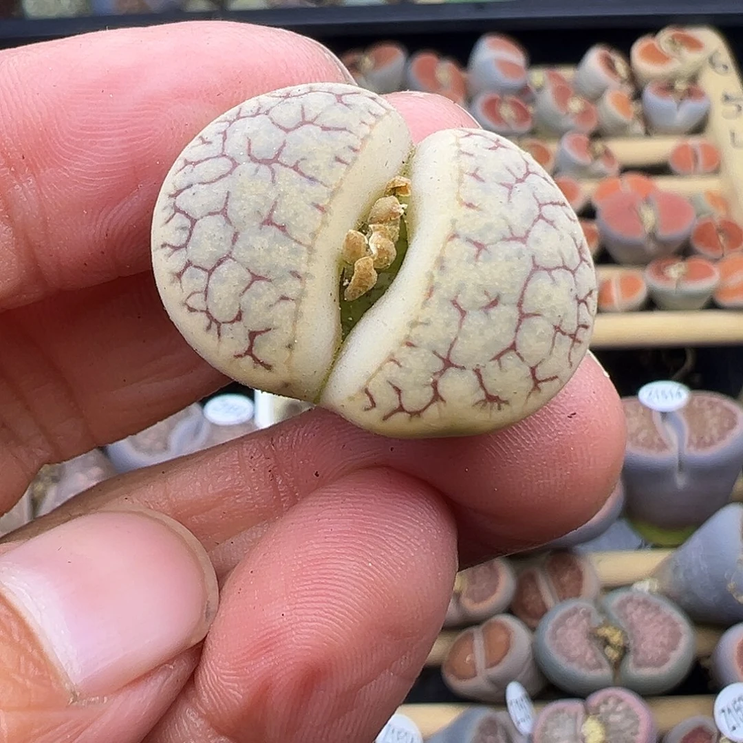 1550纯纯下播福利