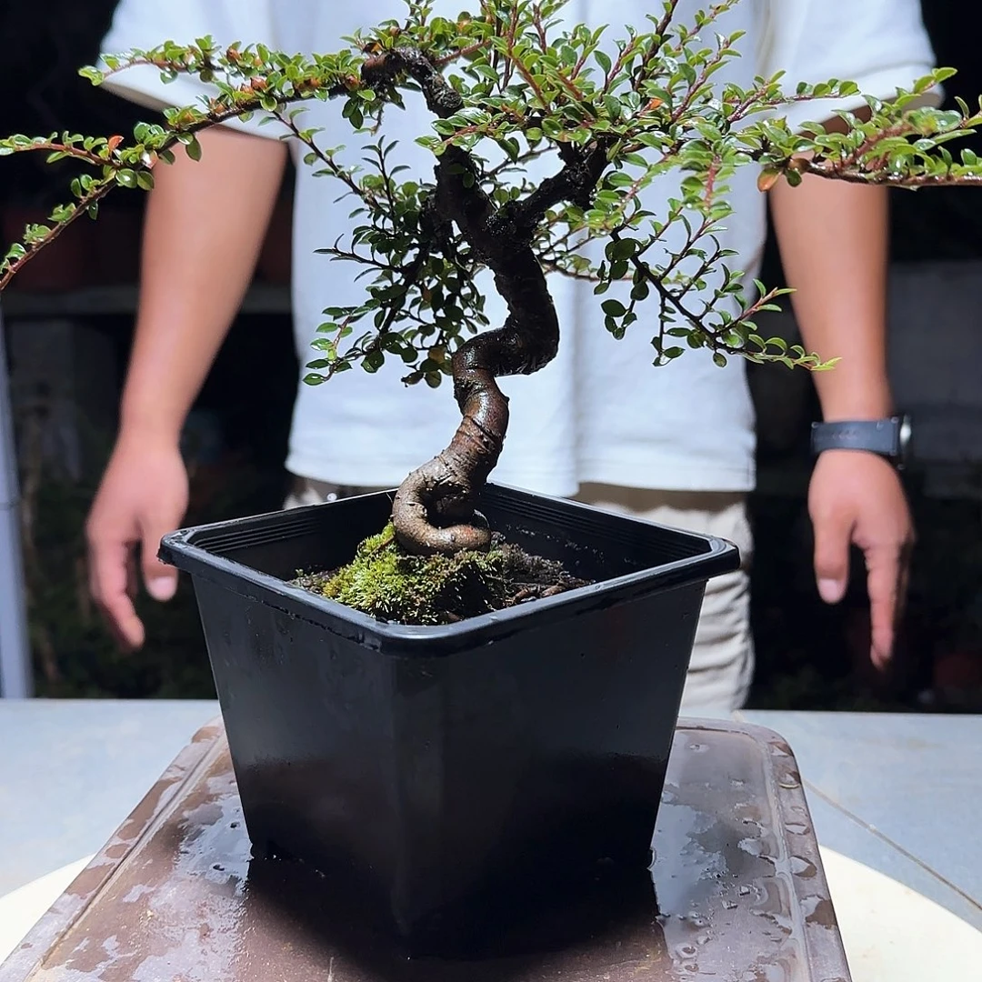 无花朵红花栒子红花栒子