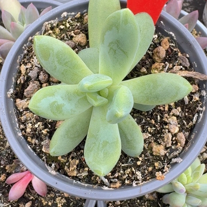 朵维奇155多肉植物一物一拍