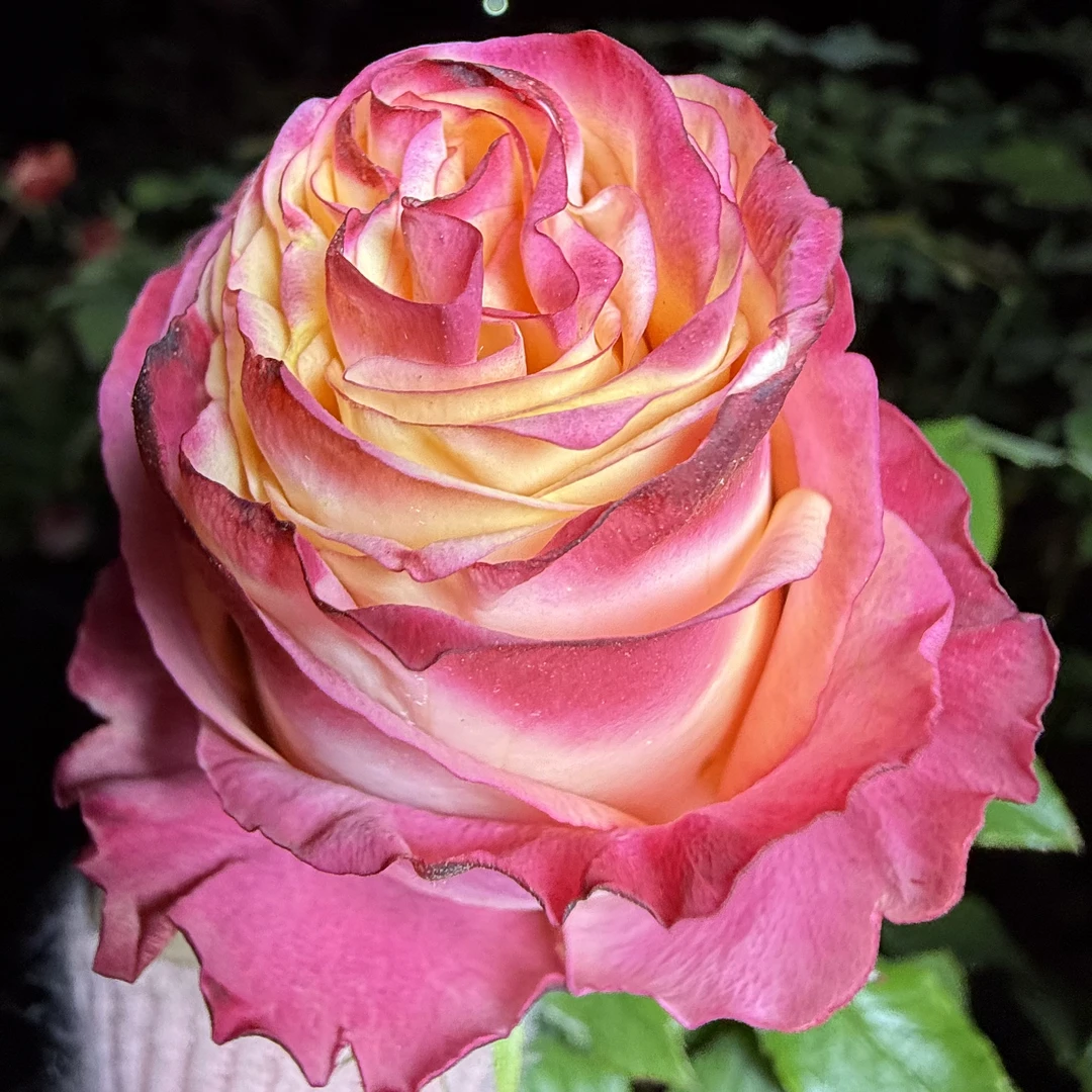 芳香美味 根接苗匠人月季鲜花玫瑰花月季花四季开花阳台盆栽植物
