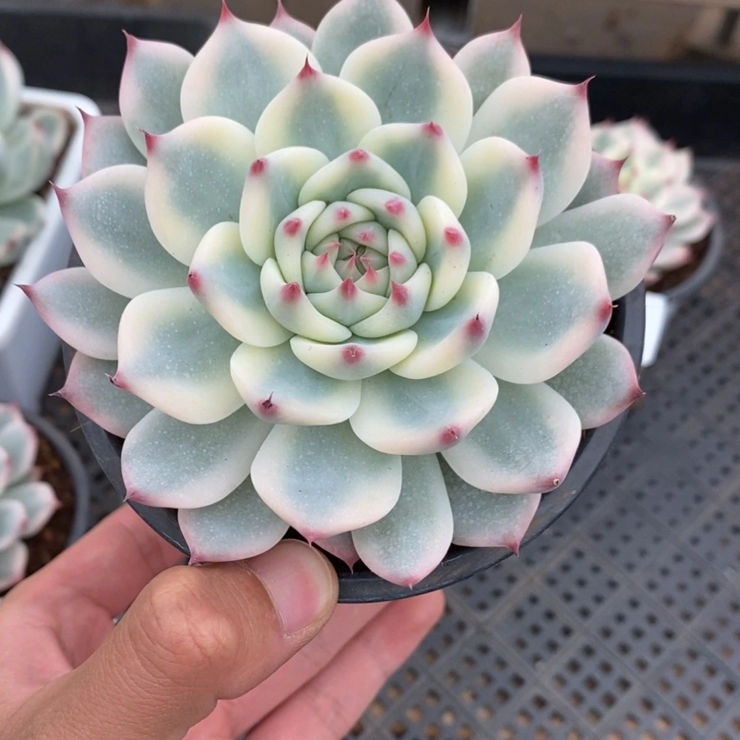 吉娃娃多肉植物9042
