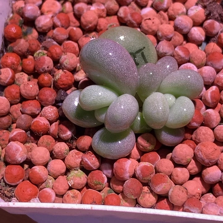 橙雪球白锦基因多肉