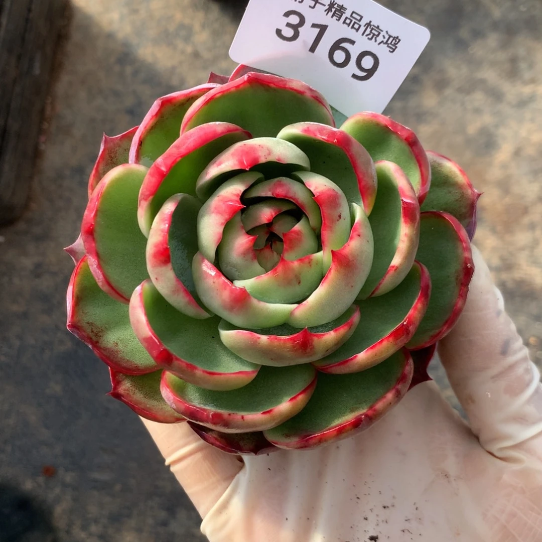 L***3169一物一拍9厘米