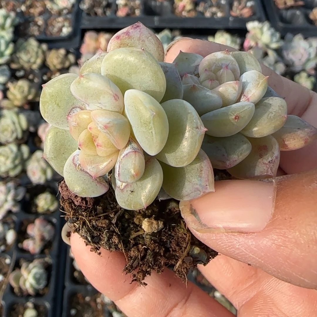 雨***小卡拉米糖心一物一拍