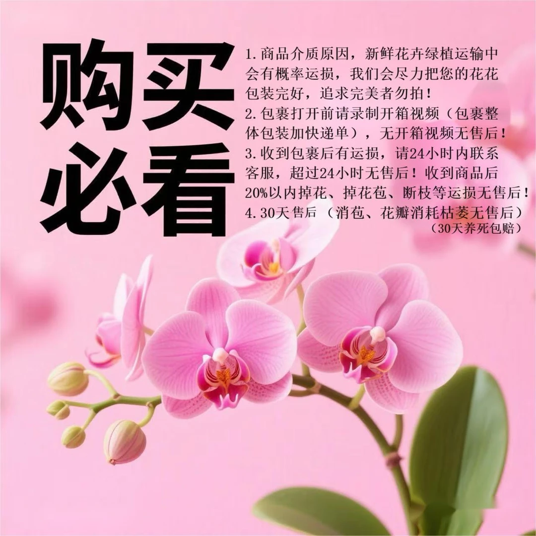 【赛冰冰】精品蝴蝶兰花室内阳台办公室高端花卉绿植盆栽年宵花