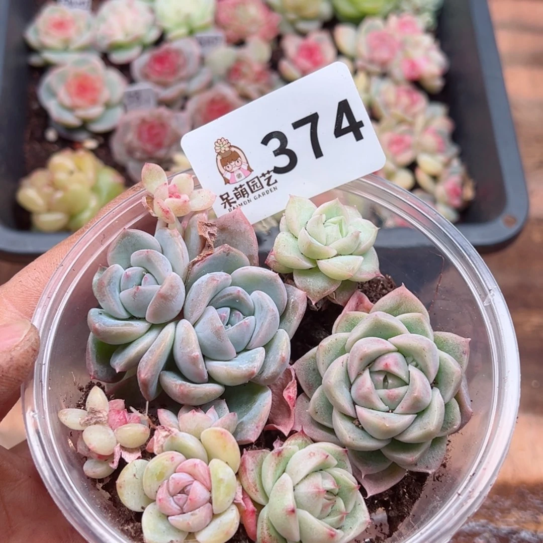多肉植物多肉植物