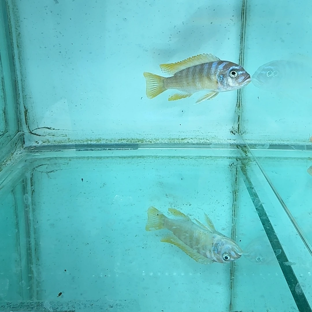 霓虹灯鱼633马。