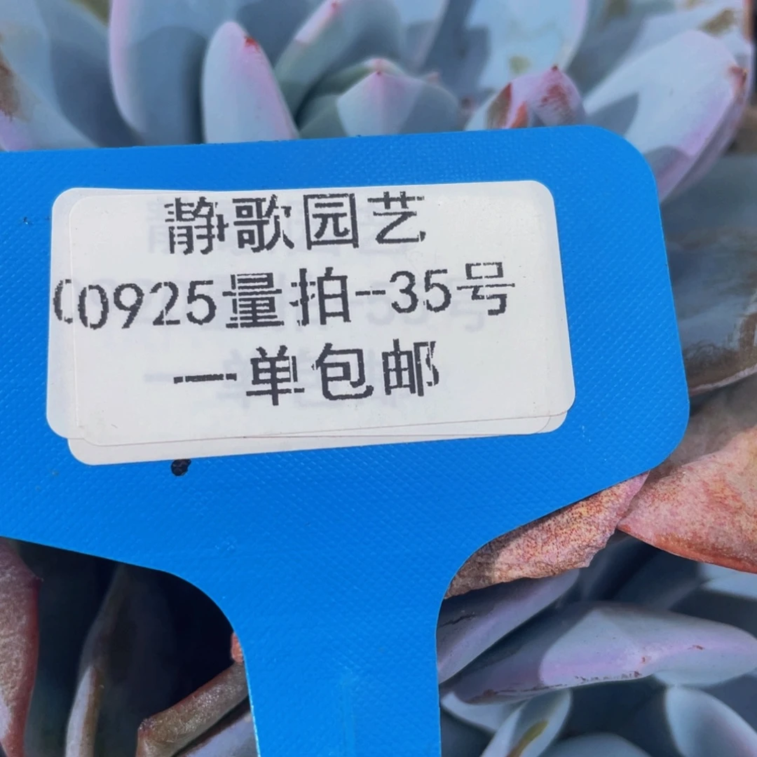 0925-35-韩版奶茶母本一颗