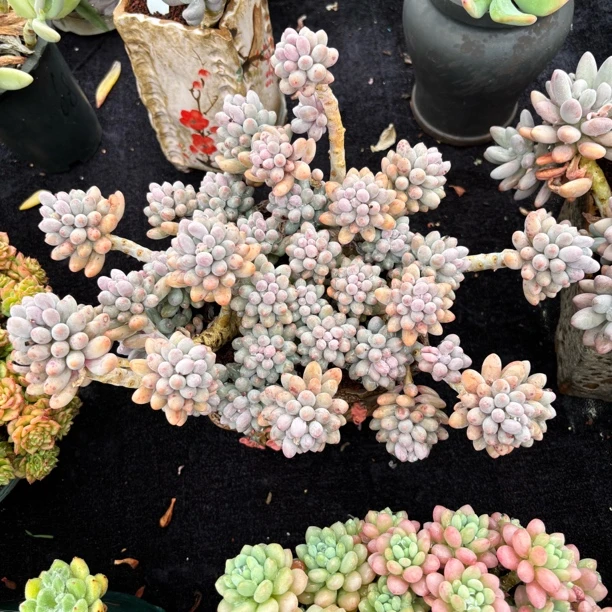 多肉一物一拍精控老桩婴儿手指无砍大群叶展38cm