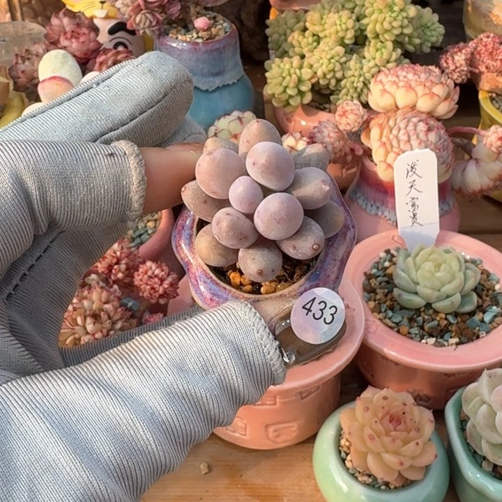 433 多肉含盆土 30元包邮 除偏远