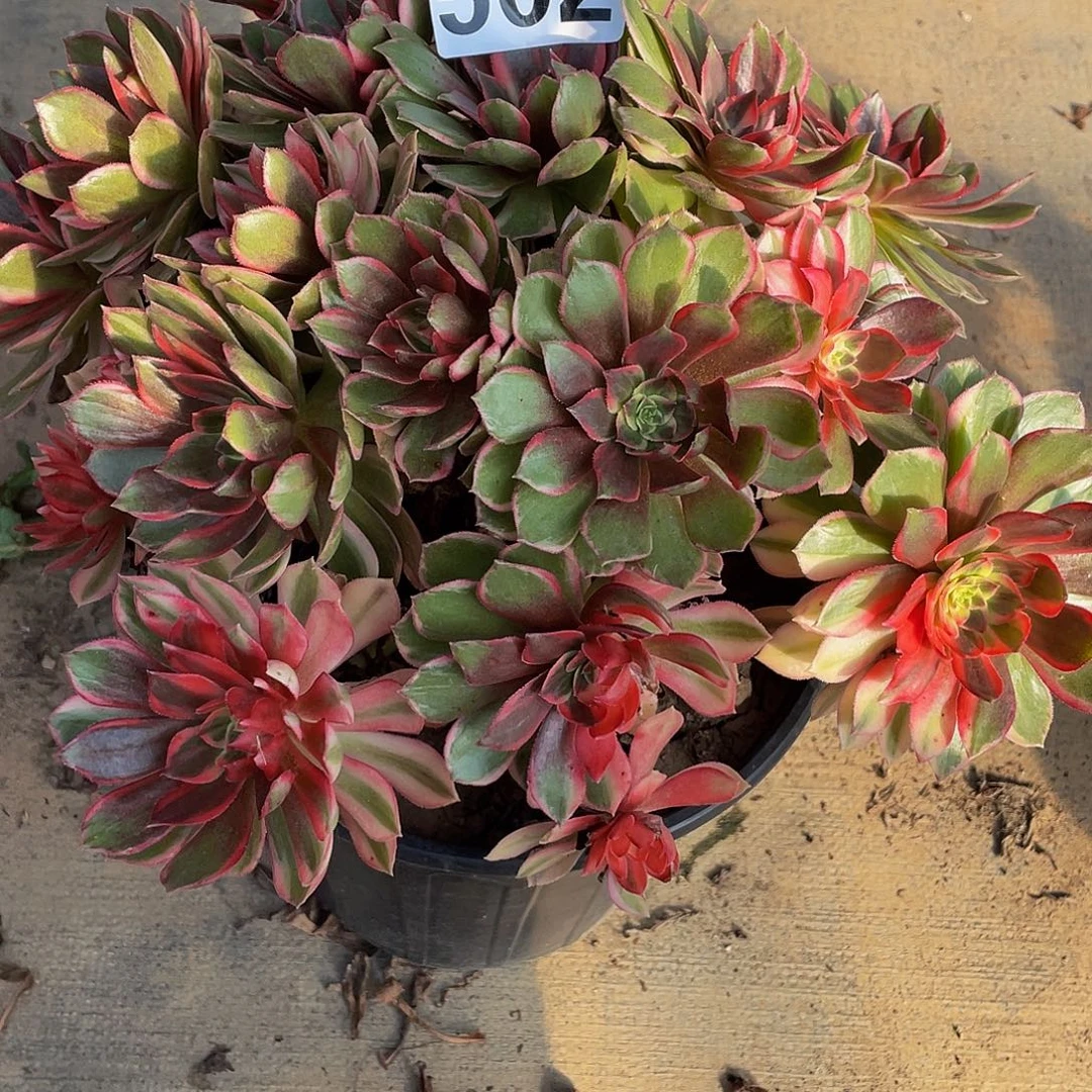 多肉法师502号黑膜錦群生发货不包损