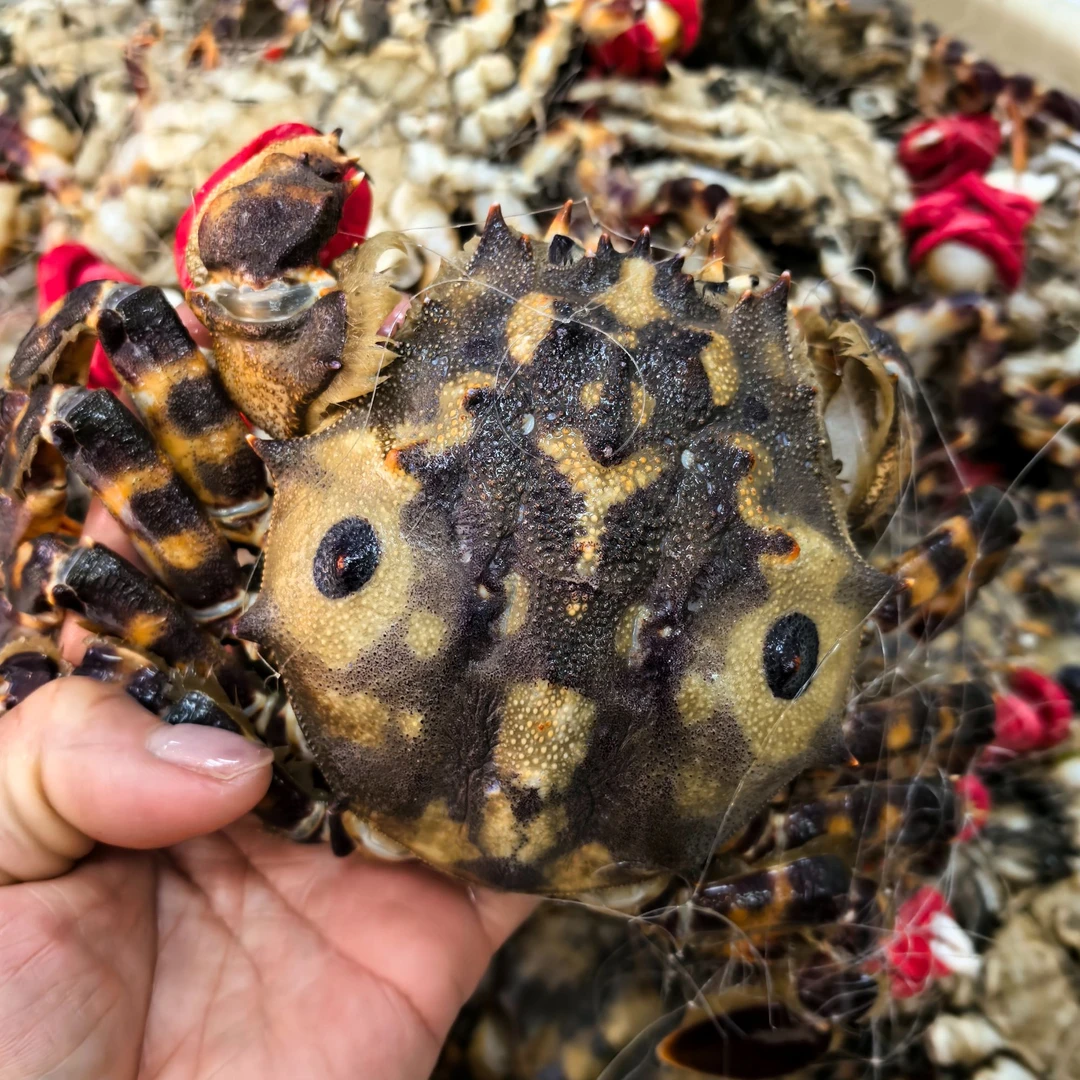 东港鬼头蟹kg蟹同城配送海鲜