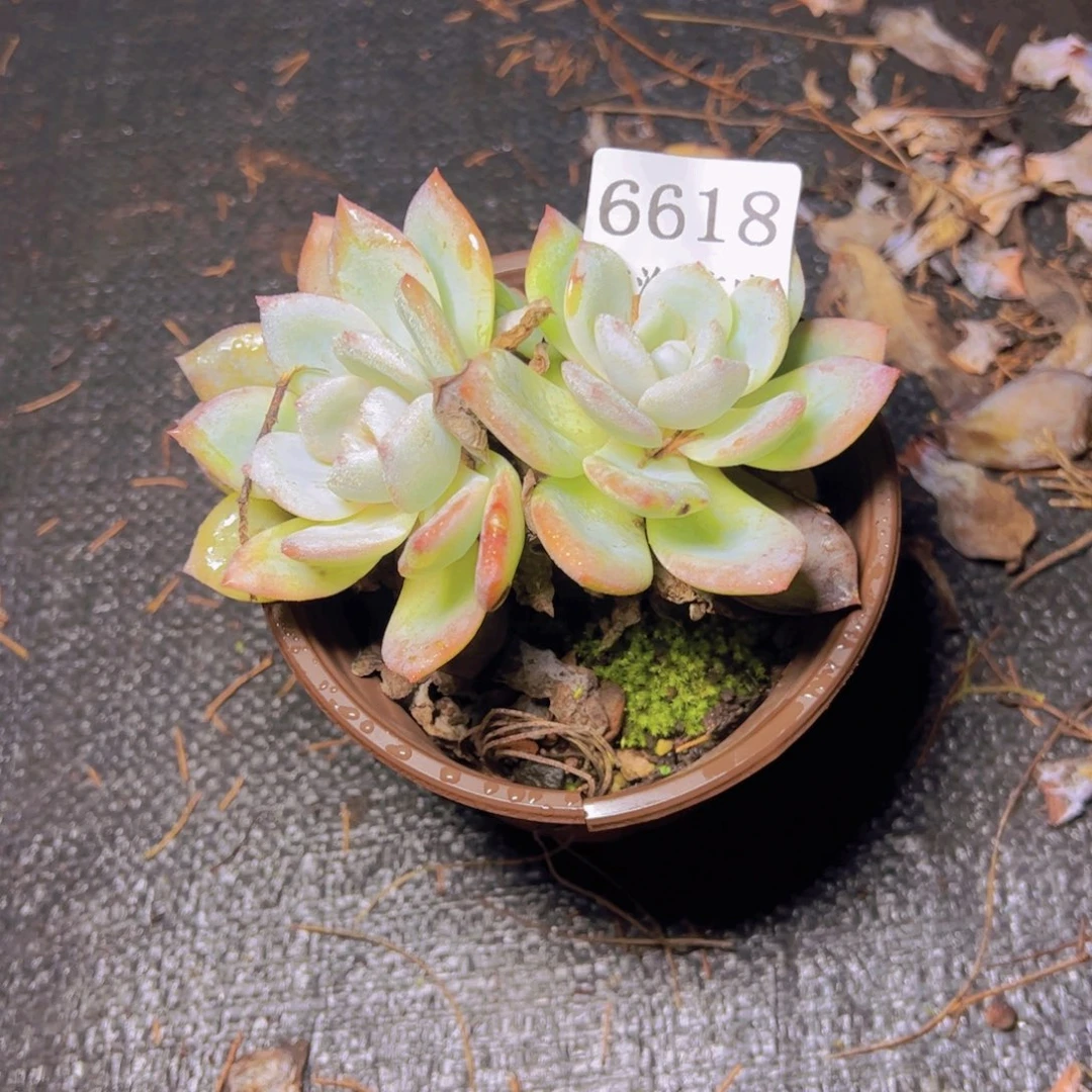 @***晚小凤城6618多肉植物