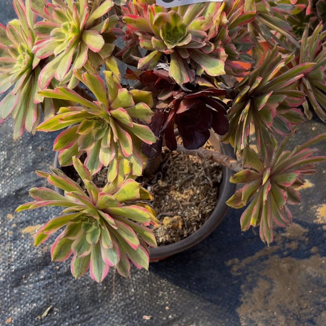 258多肉植物一物一拍