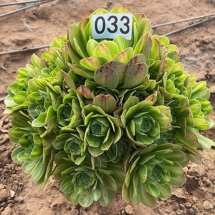 开***烊多肉植物法师33翡翠琉璃