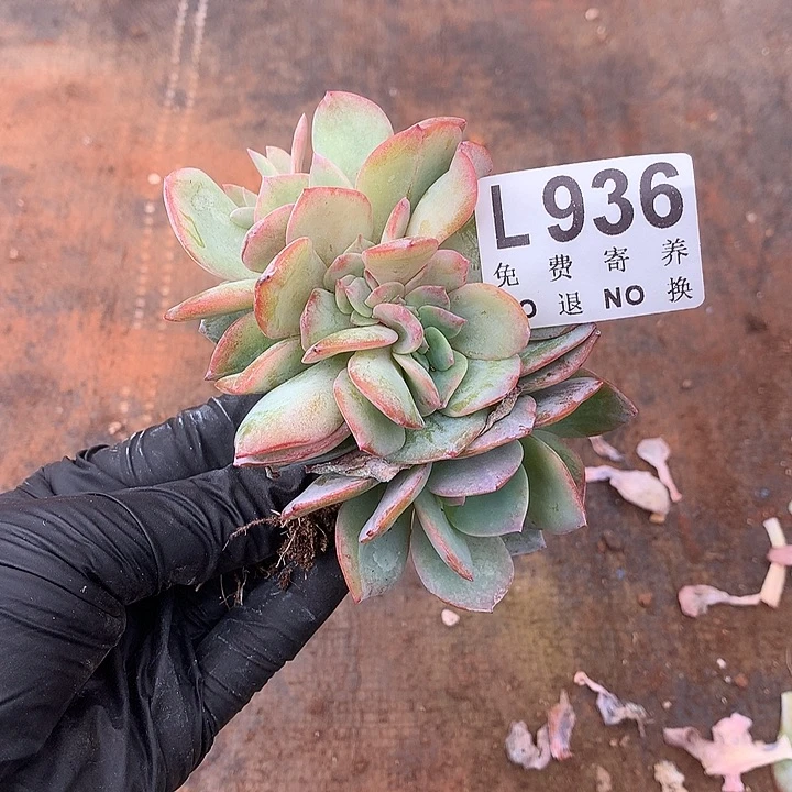 血凤缀化 多肉植物.9.28号发货