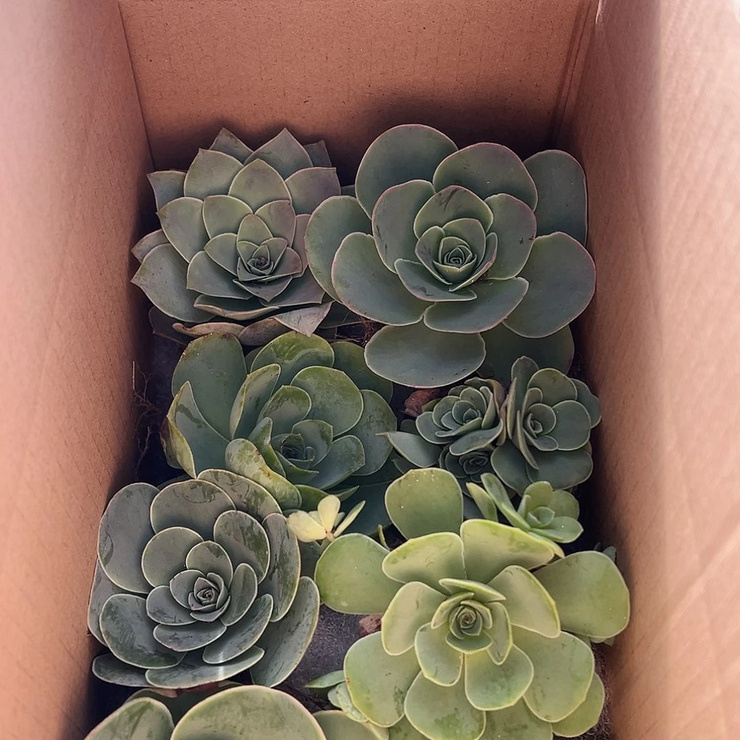 露妮401多品种生长期山地玫瑰小箱