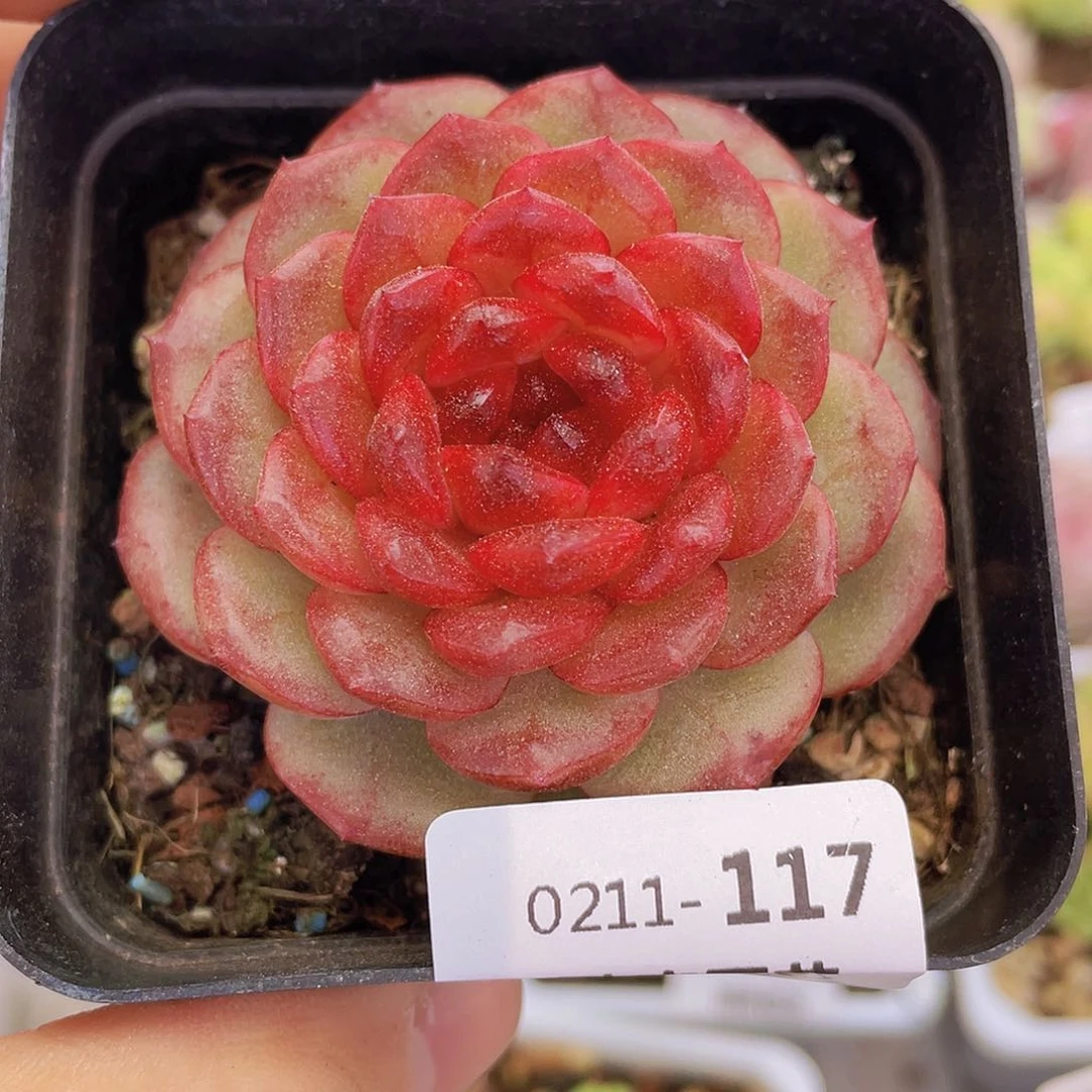 00000000000000117量拍