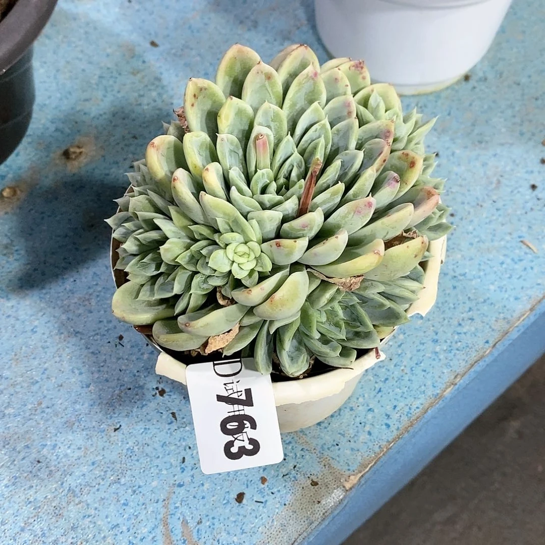 夏***糖763爱莎公主多肉