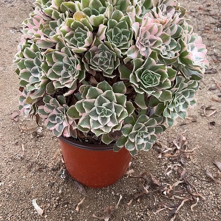 多肉植物男神锦……