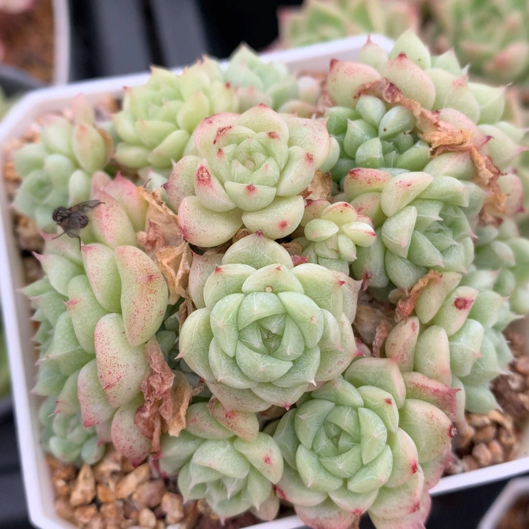 0524-974 珍妮优选