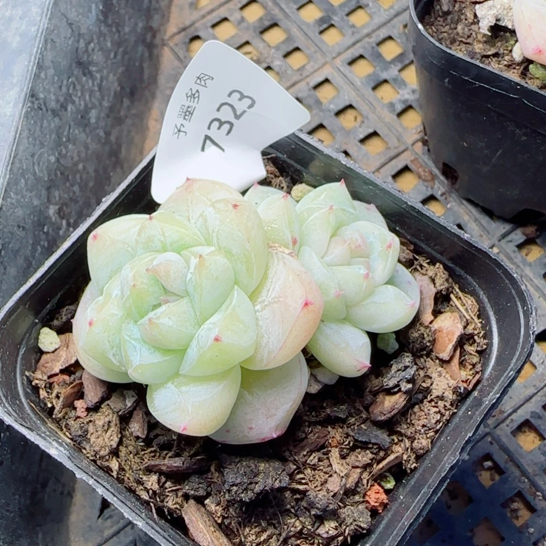 白泽珍妮，7323多肉植物