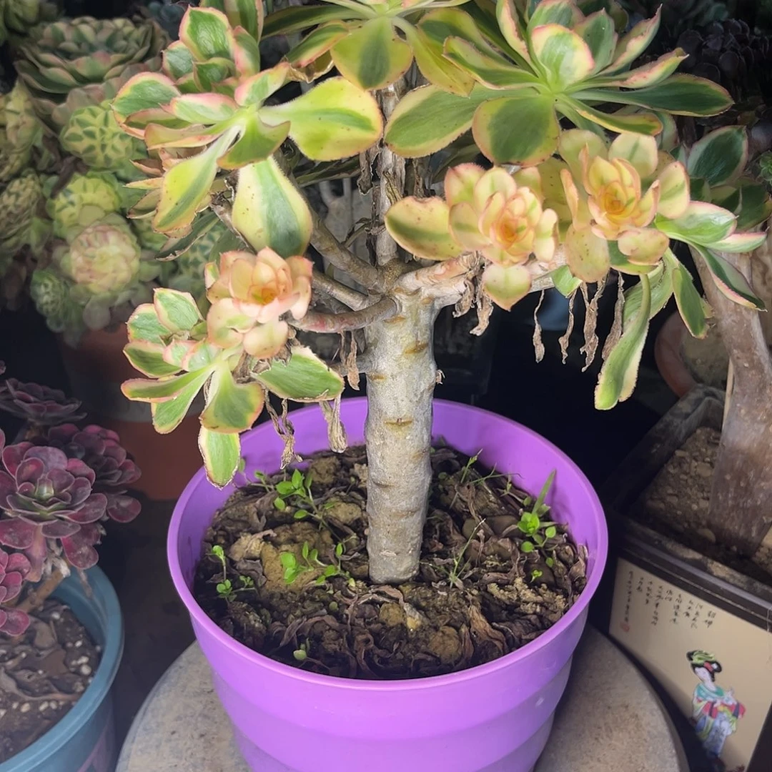 1燕姿无主头多肉植物的
