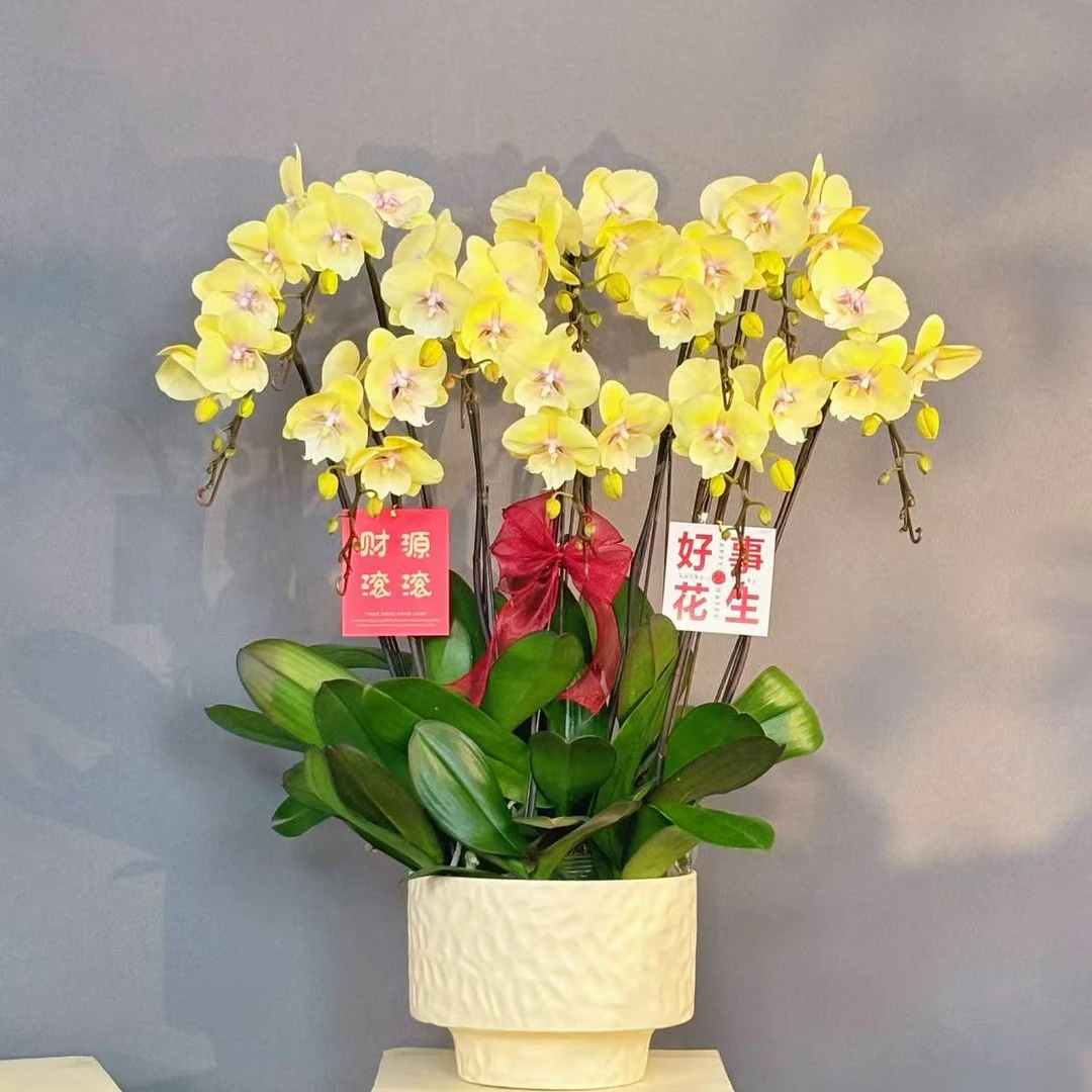 蝴蝶兰《大吉大利》商务送礼 大吉大利 耐养带花带花苞基地直发