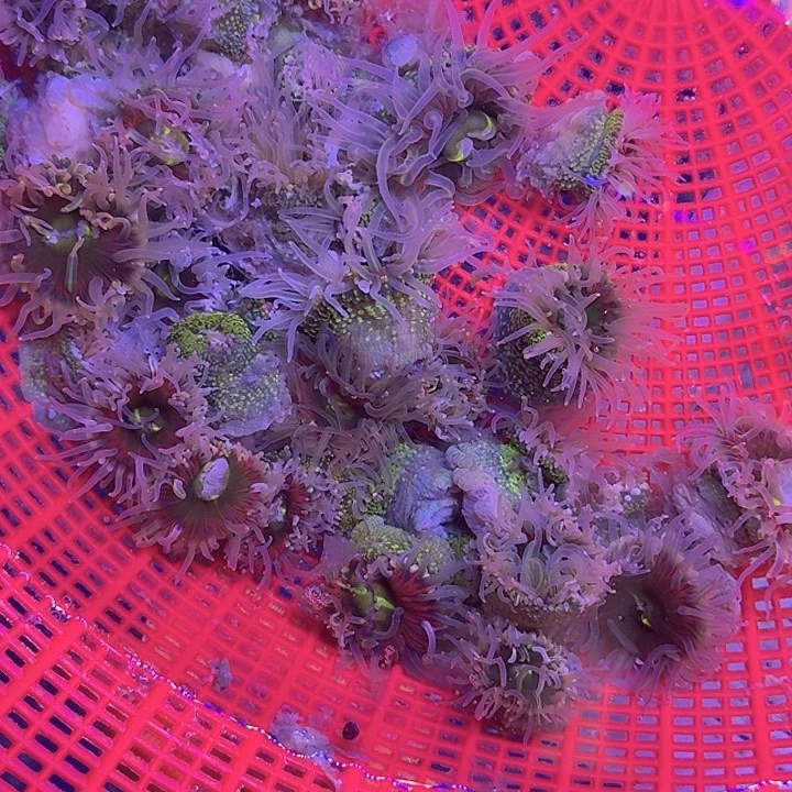 桃***斯纽扣珊瑚绿釉➕樱花1111