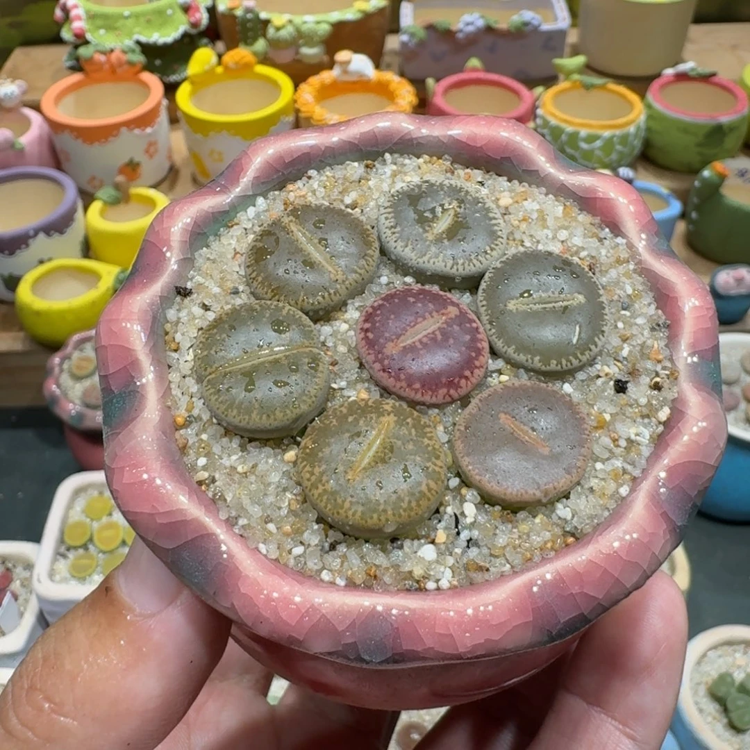 蘑菇1054和田彩拼多肉植物