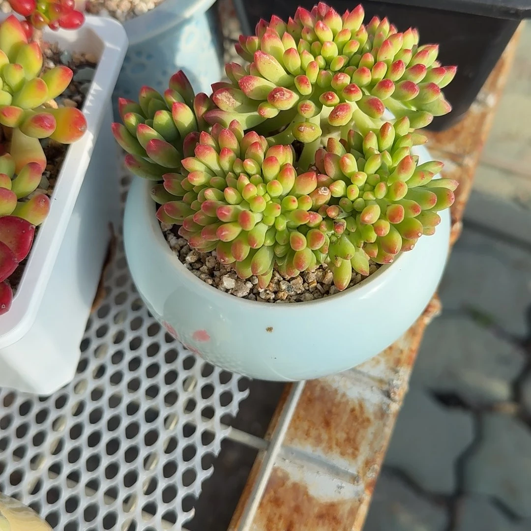 春梦缀化带盆多肉