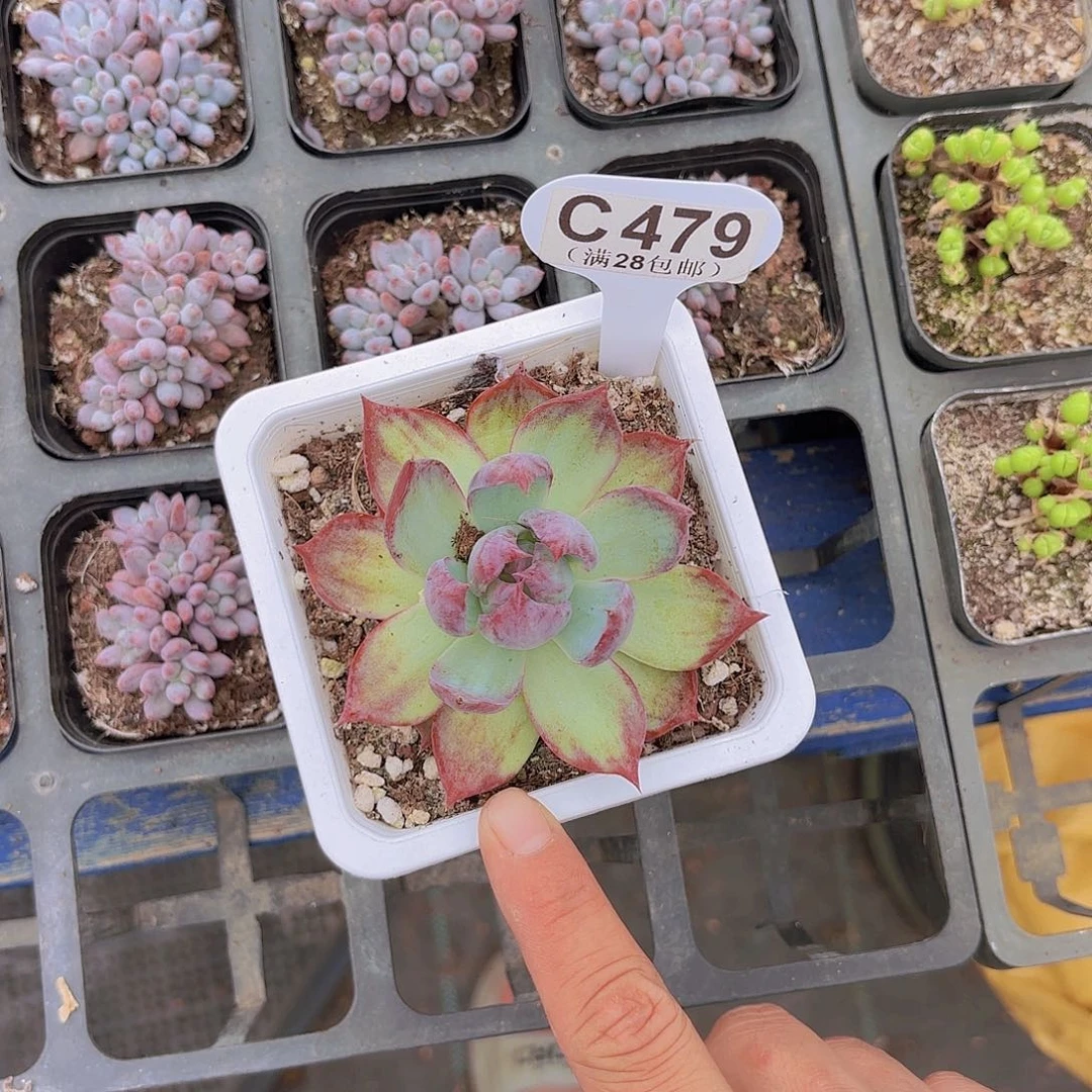 C479惊鸿仙子一物一拍