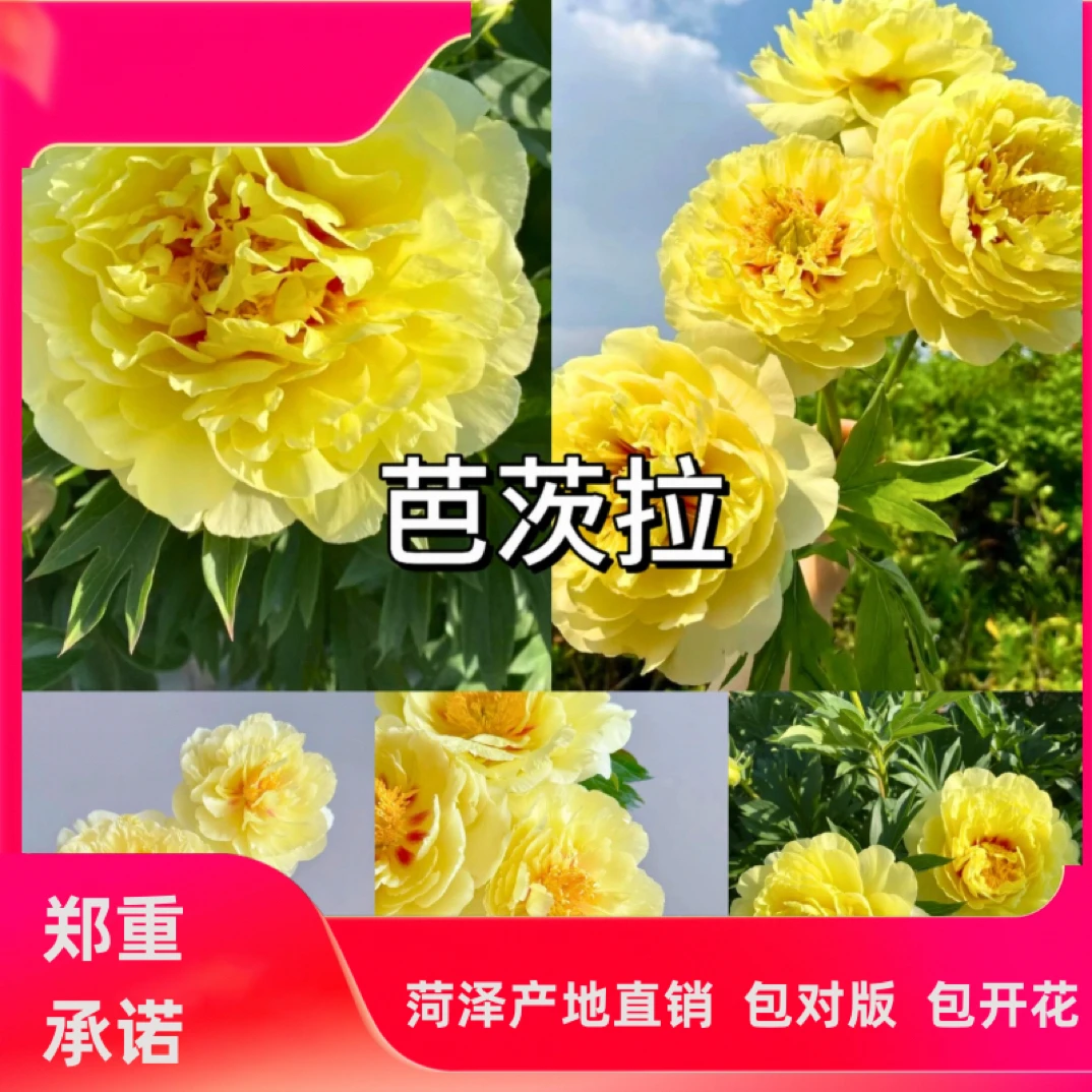 菏泽正宗重瓣芍药芭茨拉进口品种黄色系花卉可盆栽地栽庭院阳台种